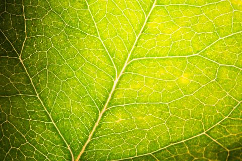 Leaf texture